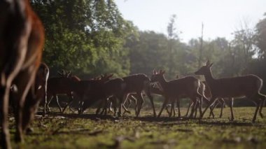 Bir grup geyik gün doğumunda verimli ormana doğru yol alır.