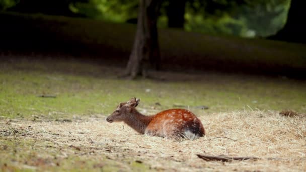 一只孤独的小鹿静静地 平静地在一片褐色的草地上吃着草 躺在上面 — 图库视频影像