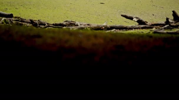 Den Vidsträckta Grässlätten Samlas Majestätisk Hjord Rådjur Som Fängslas Kamerans — Stockvideo