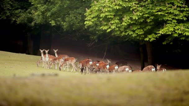 Bathed Soft Sunlight Group Graceful Deer Peacefully Graze Vibrant Green — Stock Video