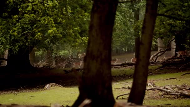 Lummig Skog Uppenbarar Sig Fascinerande Syn Som Flock Rådjur Graciöst — Stockvideo