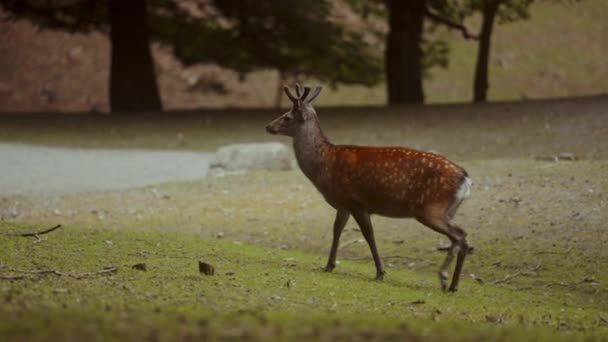 Two Deer Gracefully Walk Lush Green Grass Sunrise — Stock Video