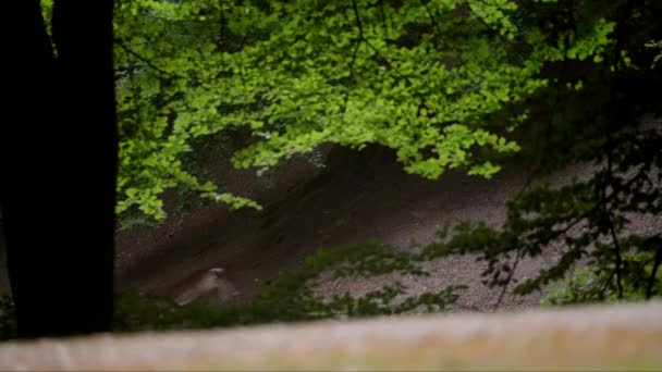 地球の柔らかい地形をエレガントに横断する雄大な鹿のスローモーション映像 — ストック動画