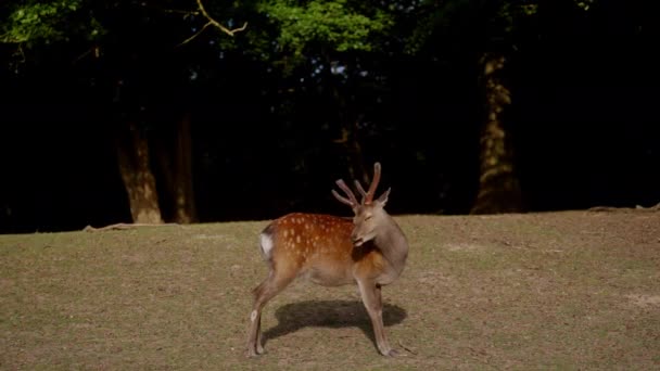 鹿は森の中に立っていて 満足して太陽の下で食べ物を噛んでいます — ストック動画
