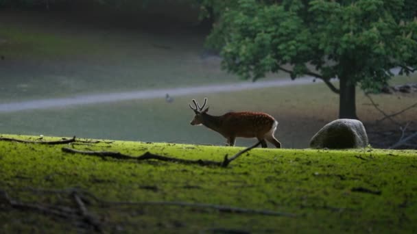 Ensam Hjort Navigerar Graciöst Genom Skogen Medan Han Tuggar Belåtet — Stockvideo