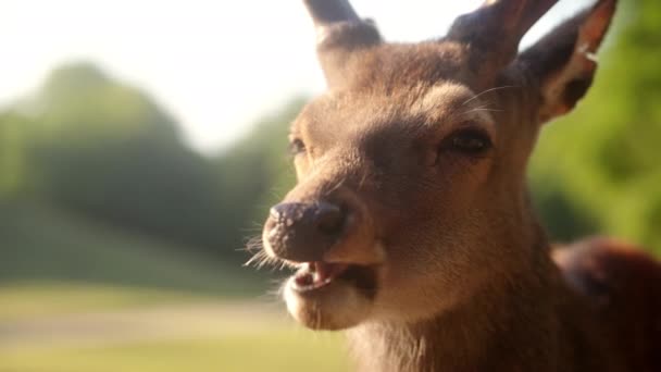 一头鹿正沐浴在灿烂的阳光下 悠闲地品尝着它的食物 慢慢地咀嚼着它的食物 — 图库视频影像
