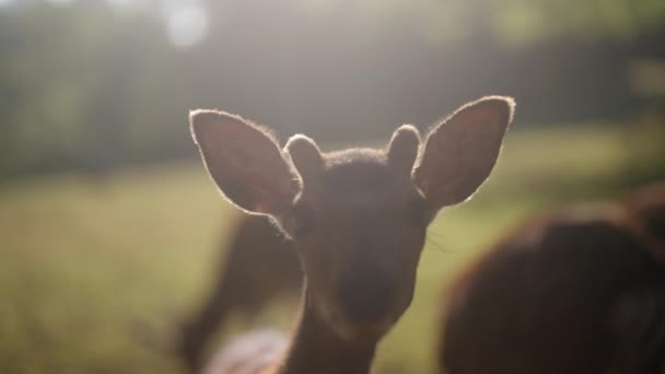 日出时分 在模糊的自然背景中 一只鹿用小鹿角凝视着相机 — 图库视频影像