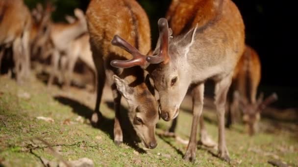 Vid Soluppgången Naturens Rofyllda Famn Interagerar Ett Rådjur Med Ett — Stockvideo