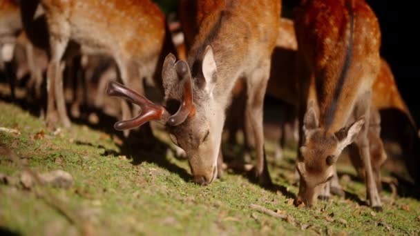在宁静的草地上 可以看到一群鹿在茂密的绿草上平静地觅食 — 图库视频影像