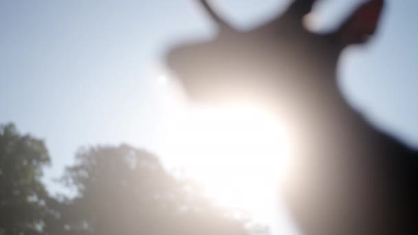 在灿烂的阳光下 一只鹿角的剪影映衬着它 — 图库视频影像