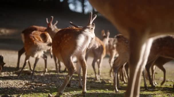 Una Manada Ciervos Usando Sus Lenguas Flexibles Para Lamer Limpiar — Vídeos de Stock