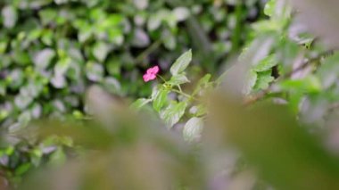 Ön planda yeşil yaprakların bulanık görüntüsü olan, çalılıktaki pembe bir çiçek.