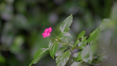 Arka planda parlak yeşil yaprakların bulanık görüntüsü olan küçük pembe bir çiçeğe odaklanmış bir kamera.