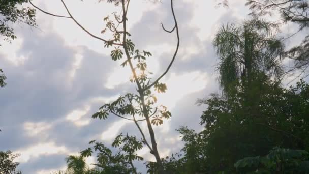 Sebuah Gambar Sudut Rendah Dari Cabang Pohon Dengan Daun Hijau — Stok Video