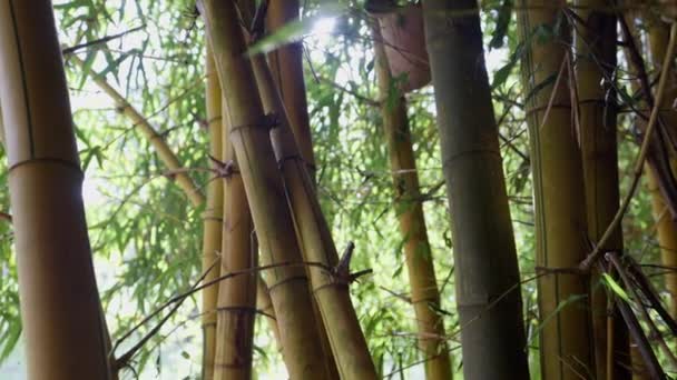 Bir Ormanda Yükselen Bambu Saplarının Çarpıcı Bir Görüntüsü Güneş Işığı — Stok video