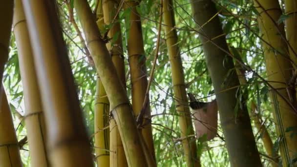 Sebuah Panning Shot Menawan Dari Hutan Bambu Yang Subur Dengan — Stok Video
