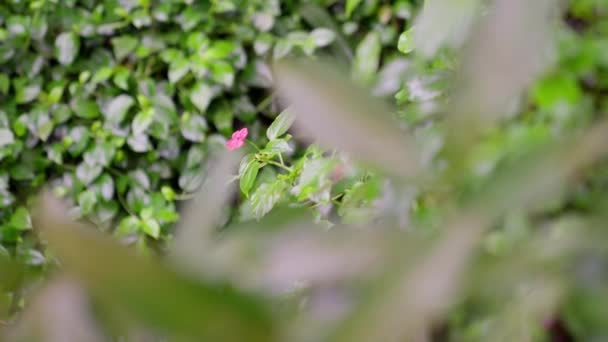 Bel Fiore Rosa Distingue Lussureggiante Cespuglio Verde — Video Stock