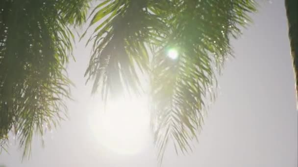Niski Kąt Wgląd Jasnego Światła Słonecznego Oświetlające Liście Palmy Kołyszące — Wideo stockowe