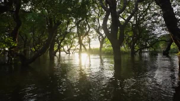 Solen Kastar Varm Glöd Belyser Mangroveträden Kustmiljön — Stockvideo