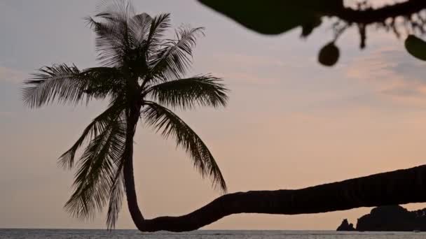 曲がったヤシの木は穏やかなビーチで背が高く そのシルエットは太陽の魅惑的な色合いでブレンドされています — ストック動画