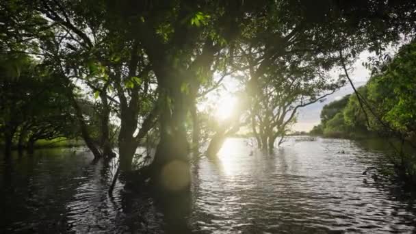 阳光透过红树林之间的缝隙 营造出一种神奇的自然景观 — 图库视频影像