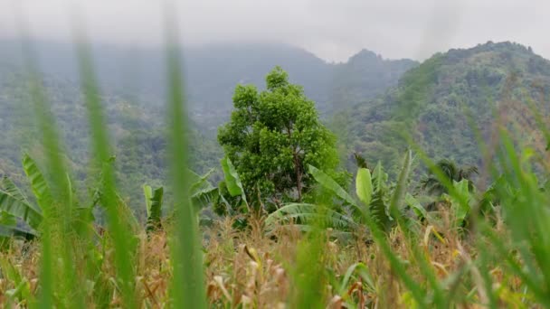 Banana Planta Contra Selva Vibrante — Vídeo de Stock