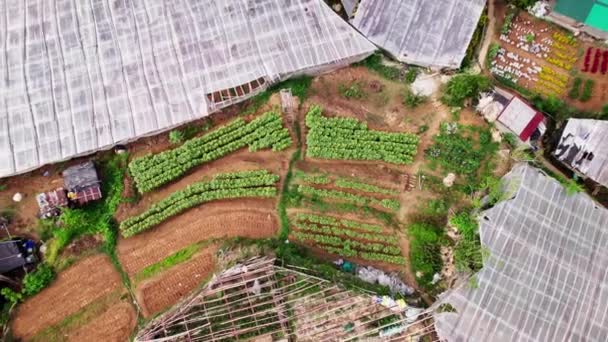 Drone Vangt Een Schilderachtig Uitzicht Bloemenkwekerij Kassen — Stockvideo