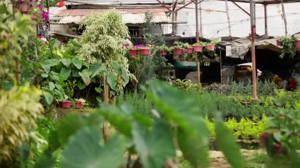 在花园的范围内 盛开着大量盆栽的绿色植物 它们郁郁葱葱的枝叶给户外增添了生气的气息 — 图库视频影像