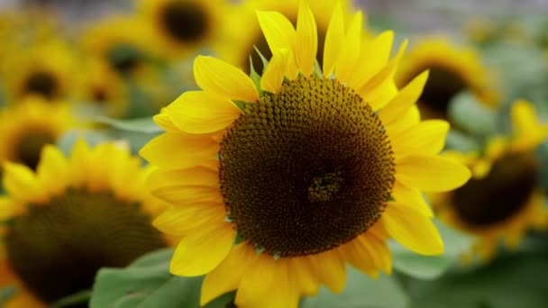 Slunečnice Vrcholu Svého Rozkvětu Pozorovaná Malé Vzdálenosti Zobrazující Všechny Její — Stock video