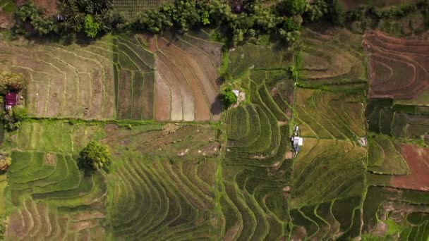 Leteckého Pohledu Rýžová Pole Vytvářejí Fascinující Jedinečnou Krajinu Která Ukazuje — Stock video