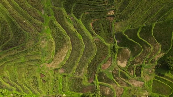 Derin Havadan Bakıldığında Pirinç Tarlalarının Görüntüsü Büyüleyici Büyüleyici Bir Deneyimdir — Stok video