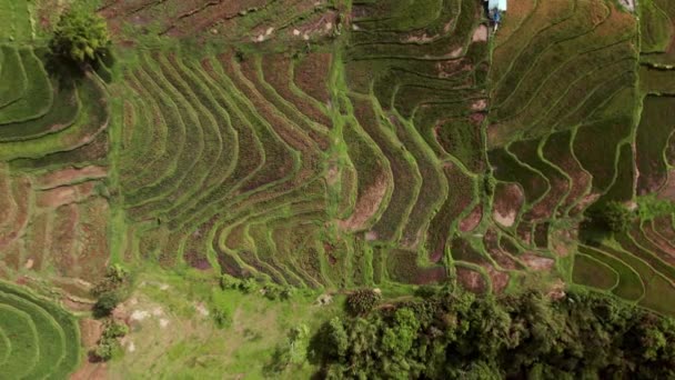 鸟瞰稻田的景象 像大自然的雄伟阶梯一样从山坡上滚落下来 — 图库视频影像