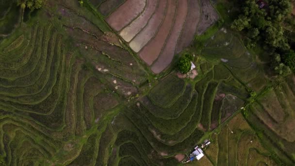 Rýžové Terasy Pečlivě Vyryté Svahů Hor Vytvářejí Ohromující Vizuální Obrazec — Stock video