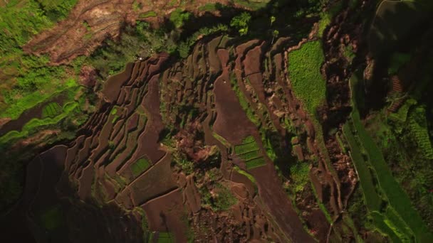 Uma Filmagem Aérea Encantadora Mostrando Beleza Intrincada Terraços Arroz Uma — Vídeo de Stock