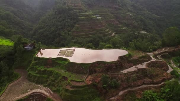 Потрясающий Вид Воздуха Открывающий Пышную Зелень Рисовых Террас Вид Природного — стоковое видео
