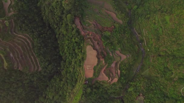 Eine Atemberaubende Luftaufnahme Die Die Üppige Grüne Schönheit Der Reisterrassen — Stockvideo