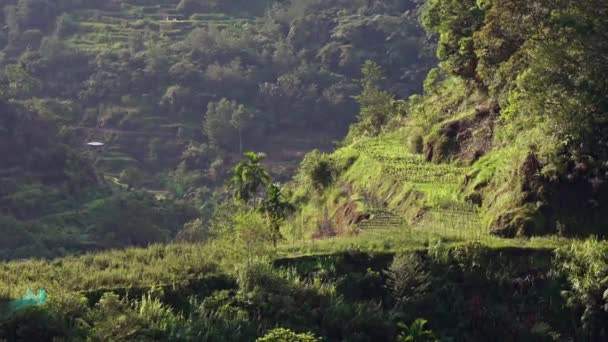 Verdeață Abundentă Bogată Care Împodobește Munte Priveliște Care Prezintă Splendoarea — Videoclip de stoc
