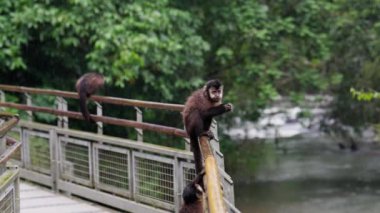 Maymunlar, yağmur altında Iguazu 'da bir köprüye tırmanıp iniyorlar.