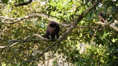 Güneşli bir günde Iguazu Milli Parkı 'nda dinlenmeden önce bir maymun uzun bir dalda yavaşça sürünür.