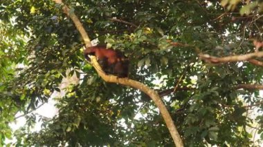 Maymunlar ormandaki uzun bir ağacın dallarında ağır çekimde hareket ederler.