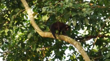 Iguazu yağmur ormanlarındaki bir ağacın uzun dallarından inen genç bir maymunun yavaş çekim görüntüsü.