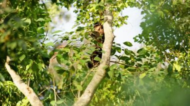 Bir maymun gün içinde ormanda bir ağacın yapraklı dallarıyla oturup beslenir.