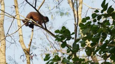 Bir maymunun güpegündüz ağaç dallarına atlamasının yavaş çekim görüntüleri.