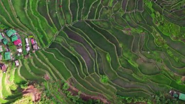 İnsansız hava aracının manzarası dağ yamacından süzülen görkemli pirinç teraslarını ortaya çıkararak tarım harikalarının büyüleyici ve yemyeşil bir duvar halısı oluşturuyor..