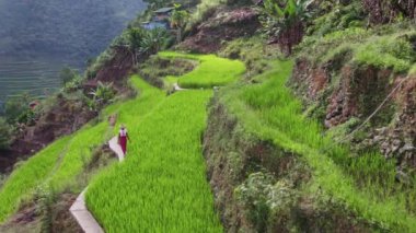 Bir pirinç terası işçisi ekinlerin yanında yürüyor, insan işgücü ile toprak ekimi arasındaki simbiyotik ilişkiyi somutlaştırıyor..
