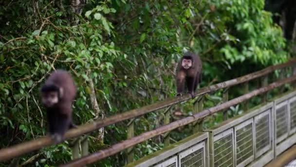Macaco Coça Pescoço Enquanto Outro Rasteja Atrás Dele Nos Trilhos — Vídeo de Stock