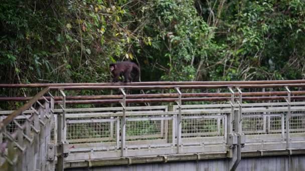 Par Monos Arrastran Por Las Barandillas Puente Parque Nacional Iguazú — Vídeos de Stock
