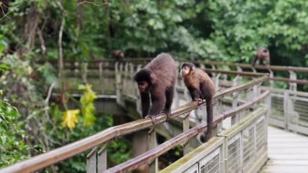 Opice Chodí Odpočívají Zábradlí Mostu Během Dešťů Tropickém Lese — Stock video
