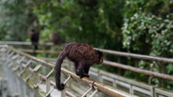 Zpomalený Záběr Opice Skákající Mostního Zábradlí Druhé Během Srážek — Stock video