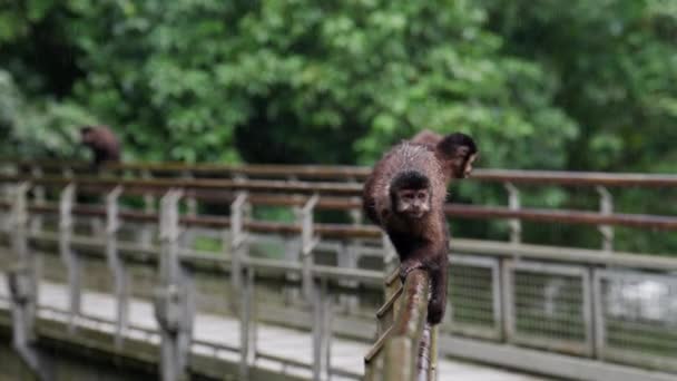 Monkey Crawls Railing Bridge Climbing While His Other Companions Rest — Stock Video